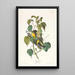 Paruline des pruches - John James Audubon — gerahmtes Bild an der Wand
