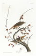 Grive solitaire - John James Audubon — Ansicht des Kunstwerks