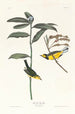 Paruline à capuchon - John James Audubon — Ansicht des Kunstwerks