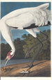 Weißer Kranich - John James Audubon — Ansicht des Kunstwerks