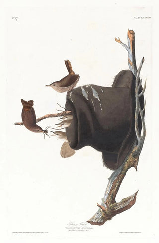 John James Audubon - House wren.webp