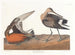 Barge hudsonienne - John James Audubon — Ansicht des Kunstwerks