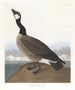 Bernache nonnette de Hutchins - John James Audubon — Ansicht des Kunstwerks