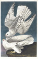 Faucon gerfaut - John James Audubon — Ansicht des Kunstwerks