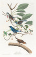 Passerin Indigo - John James Audubon — Ansicht des Kunstwerks