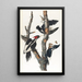 Pic à bec ivoire - John James Audubon — gerahmtes Bild an der Wand