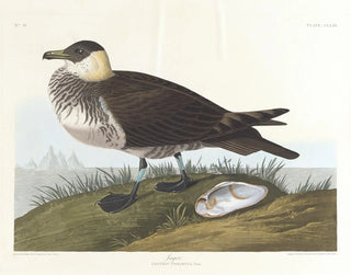 Jäger - John James Audubon — Ansicht des Kunstwerks