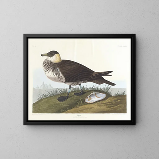 Jäger - John James Audubon — gerahmtes Bild an der Wand