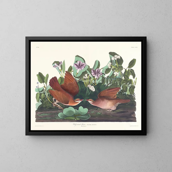 Kolibri von Key West - John James Audubon — gerahmtes Bild an der Wand