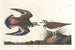 Pluvier kildir - John James Audubon — Ansicht des Kunstwerks