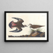 Pluvier kildir - John James Audubon — gerahmtes Bild an der Wand