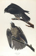 Faucon du Labrador - John James Audubon — Ansicht des Kunstwerks