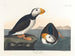 Puffin à gros bec - John James Audubon — Ansicht des Kunstwerks