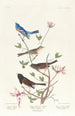 Bruant lazuli Bruant à collier d'argile Moineau des neiges de l'Oregon - John James Audubon — Ansicht des Kunstwerks