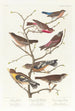 Bruant lazuli Bouvreuil à cou cramoisi Linotte à couronne grise Vacher gros-bec de soirée Plectrophane brun - John James Audubon — Ansicht des Kunstwerks