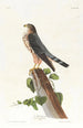 Der kleine Korporal - John James Audubon — Ansicht des Kunstwerks