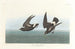 Pétrel Tempête - John James Audubon — Ansicht des Kunstwerks