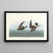 Pétrel Tempête - John James Audubon — gerahmtes Bild an der Wand