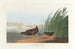 Râle d'eau - John James Audubon — Ansicht des Kunstwerks