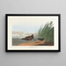 Râle d'eau - John James Audubon — gerahmtes Bild an der Wand