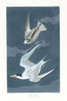 Sterne naine - John James Audubon — Ansicht des Kunstwerks
