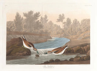 John James Audubon - Little sandpiper.webp