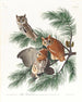 Eulenkopf - John James Audubon — Ansicht des Kunstwerks