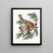 Eulenkopf - John James Audubon — gerahmtes Bild an der Wand