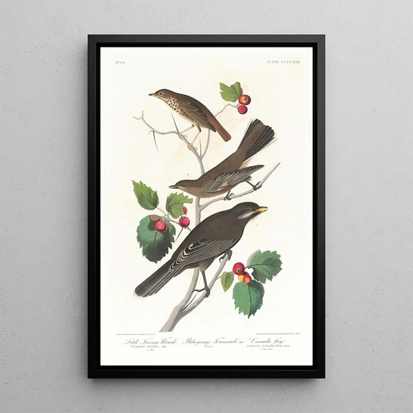 John James Audubon - Little tawny thrush.webp