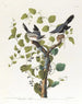 Pie-grièche migratrice - John James Audubon — Ansicht des Kunstwerks