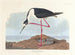 Langbein-Scharbe - John James Audubon — Ansicht des Kunstwerks