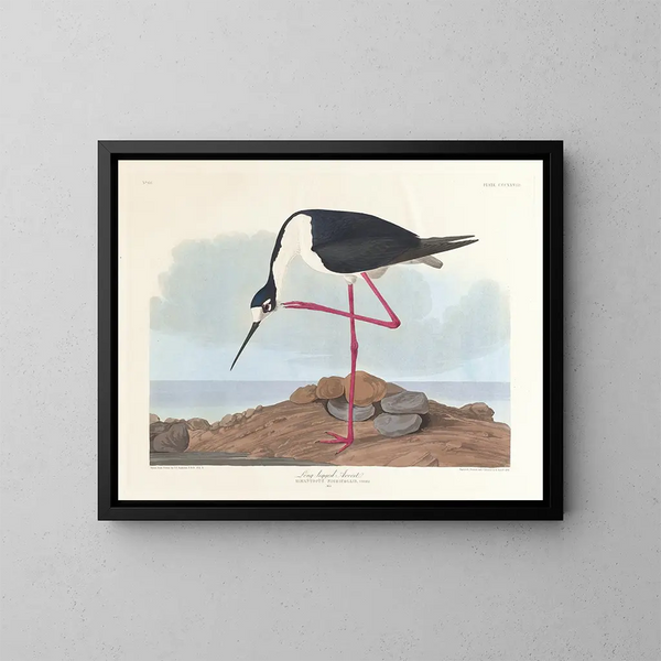 Langbein-Scharbe - John James Audubon — gerahmtes Bild an der Wand