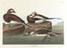Enten mit langem Schwanz - John James Audubon — Ansicht des Kunstwerks