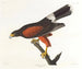 Faucon de Louisiane - John James Audubon — Ansicht des Kunstwerks