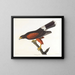 Faucon de Louisiane - John James Audubon — gerahmtes Bild an der Wand