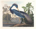 Heron de Louisiane - John James Audubon — Ansicht des Kunstwerks