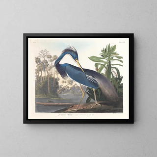 John James Audubon - Louisiana heron.webp