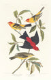Louisiane Tangara mit scharlachrotem Tangara - John James Audubon — Ansicht des Kunstwerks
