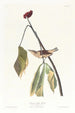 Grive de Louisiane - John James Audubon — Ansicht des Kunstwerks