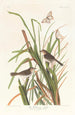 Pinson de MacGillivray - John James Audubon — Ansicht des Kunstwerks