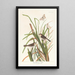 Pinson de MacGillivray - John James Audubon — gerahmtes Bild an der Wand