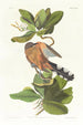 Coulicou des mangroves - John James Audubon — Ansicht des Kunstwerks