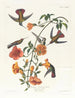 Kolibri aus Mangroven - John James Audubon — Ansicht des Kunstwerks
