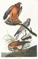 Busard des marais - John James Audubon — Ansicht des Kunstwerks