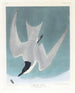 Sterne des Sumpfes - John James Audubon — Ansicht des Kunstwerks