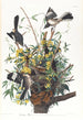 Spötter - John James Audubon — Ansicht des Kunstwerks