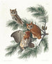 Eule mit Flecken - John James Audubon — Ansicht des Kunstwerks