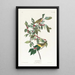 Paruline de Nashville - John James Audubon — gerahmtes Bild an der Wand
