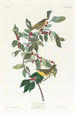 Paruline de Nashville - John James Audubon — Ansicht des Kunstwerks