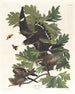 Faucon de nuit - John James Audubon — Ansicht des Kunstwerks